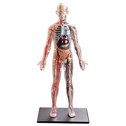 Squishy menschlicher Körper, Anatomie, Lehren, inneres Organmodell, Zusammenbau von Spielzeug von Courtieyeardceastea