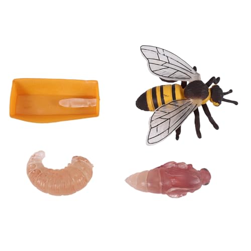 Cpolebev Packung mit 4 Insekten Figuren Lebens Zyklus der Honigbiene Realistische Insekten Figuren Spielzeug PäDagogisches Modell Spielzeug von Cpolebev