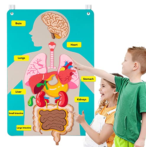 Craftstory Teaching Body Parts Felt Board Stories for Toddlers, Arts Crafts Toys for Kids Sensory Activities Teacher Daycare Supplies Craftstory Teaching Body Parts Felt Board Stories for Toddlers, Arts Crafts Toys for Kids Sensory Activities Teacher Daycare Supplies von Craftstory