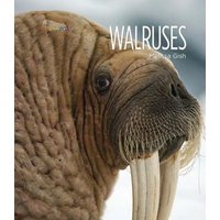 Walruses von Creative Company