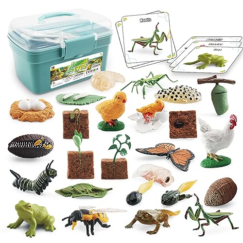 Lebenszyklus-Spielzeug-Set, Lernspielzeug, Frosch, Schmetterling, Huhn, Mantis, Biene, Pflanzen, engagieren Kinder in der Wissenschaft Lernen mit Tierfiguren Blau von Cremlank
