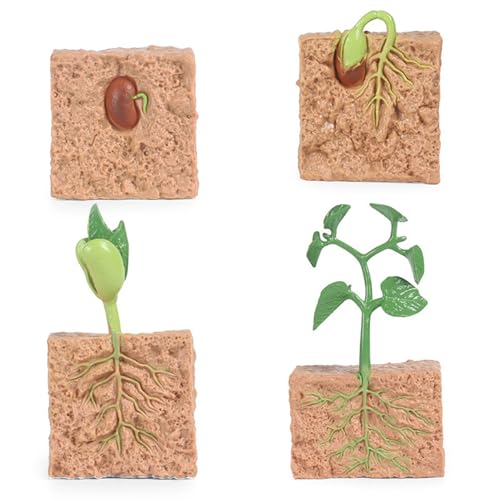 Csafyrt 4PCS Lebenszyklusspielzeug für Kinder, simuliertes Pflanzenwachstumsprozess Modell Saatgut Pflanzenanbau Kit Bildungsspielzeug für Kinderunterrichtstools Csafyrt 4PCS Lebenszyklusspielzeug für Kinder, simuliertes Pflanzenwachstumsprozess Modell Saatgut Pflanzenanbau Kit Bildungsspielzeug für Kinderunterrichtstools von Csafyrt