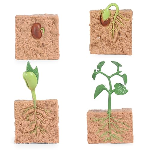 Csafyrt 4PCS Lebenszyklusspielzeug für Kinder simulierte Pflanzenwachstumsprozess Modell Saatgut Pflanzen Wachstum Kit Bildungsspielzeug für Kinderunterrichtstool Csafyrt 4PCS Lebenszyklusspielzeug für Kinder simulierte Pflanzenwachstumsprozess Modell Saatgut Pflanzen Wachstum Kit Bildungsspielzeug für Kinderunterrichtstool von Csafyrt
