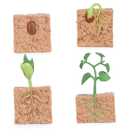Csafyrt 4PCS Lebenszyklusspielzeug für Kinder, simuliertes Pflanzenwachstumsprozess Modell Saatgut Pflanzenanbau Kit Bildungsspielzeug für Kinderunterrichtstools Csafyrt 4PCS Lebenszyklusspielzeug für Kinder, simuliertes Pflanzenwachstumsprozess Modell Saatgut Pflanzenanbau Kit Bildungsspielzeug für Kinderunterrichtstools von Csafyrt