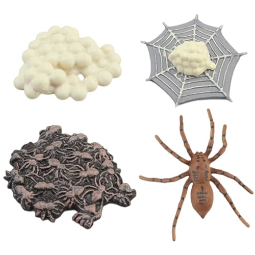 Csafyrt Lebenszyklusspielzeug für Kinder Spider Full Life Cycle Kinder Bildungsspielzeug Safariologie -Lernspielzeug entwickelt Vorstellungskraft Csafyrt Lebenszyklusspielzeug für Kinder Spider Full Life Cycle Kinder Bildungsspielzeug Safariologie -Lernspielzeug entwickelt Vorstellungskraft von Csafyrt