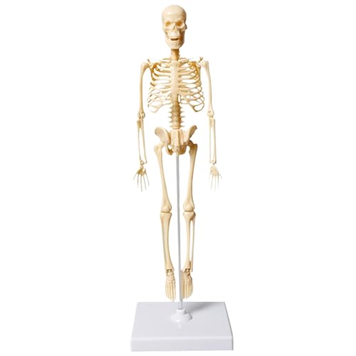 Kleines menschliches Skelettmodell 13, 78 Zoll großes Kunststoff menschliches Körpermodell für Kinder Realistisches anatomisches Skelettspielzeug mit Basis für Anatomische Unterrichtsspielzeuge im Kla Kleines menschliches Skelettmodell 13, 78 Zoll großes Kunststoff menschliches Körpermodell für Kinder Realistisches anatomisches Skelettspielzeug mit Basis für Anatomische Unterrichtsspielzeuge im Kla von Csafyrt