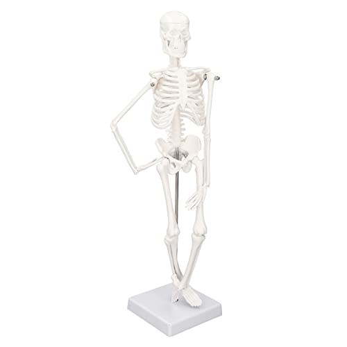 45 cm Großes Menschliches Skelettmodell, Skelettmodell mit Beweglichen Gelenken und Beweglichen Armen und Beinen, Anatomie-Skelett für den Naturwissenschaftlichen Unterricht, 45 cm Großes Menschliches Skelettmodell, Skelettmodell mit Beweglichen Gelenken und Beweglichen Armen und Beinen, Anatomie-Skelett für den Naturwissenschaftlichen Unterricht, von Cuifati