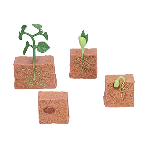 Cuque Verrückter Pflanzenwachstums-Stadiums-Modell-Spielzeug, praktisches Bohnen-Wachstums-Stadiums-Modell-Spielzeug für Schulbildung für Terrarium-Ornamente für Heimtextilien für kreatives Spielze Cuque Verrückter Pflanzenwachstums-Stadiums-Modell-Spielzeug, praktisches Bohnen-Wachstums-Stadiums-Modell-Spielzeug für Schulbildung für Terrarium-Ornamente für Heimtextilien für kreatives Spielze von Cuque