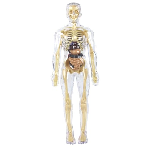 DAGLLGEW Klares Modell der menschlichen Körperstruktur, abnehmbares transparentes 3D-Modell des menschlichen Körpers für Kinder, Lernspielzeug für Jungen und Mädchen, des Körpers, Anat von DAGLLGEW