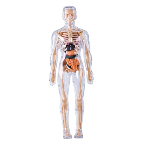 Menschliches Körpermodell für Kinder, abnehmbares visualisiertes 3D-Anatomiemodell, Aufklärungsspielzeug, schult die Neugier, praktische Fähigkeiten, vollständig transparente menschliche Anatomie von DAGLLGEW