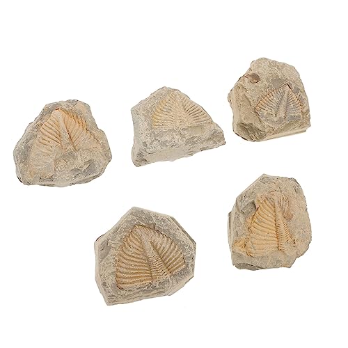 DECHOUS 5St Trilobiten-Fossil Trilobitenskelett Trilobite Skeleton Naturbelassene Fossilien Lehrreiches Fossilien-Modell Fossilien für Kinder Figuren für Kinder Lehrmittel von DECHOUS
