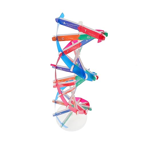 DECHOUS DNA Modell Für Unterricht Doppelhelix Struktur Wissenschaftliches Lernspielzeug Für Kindermontage Pädagogisches Experimentier Kit Für Wissenschaft von DECHOUS