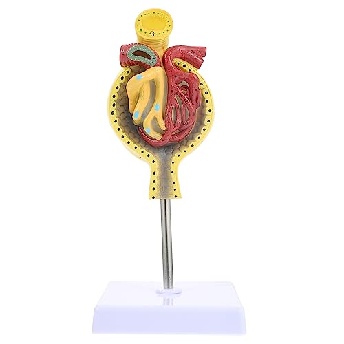 DECOMELODY 1 Stück Anatomisches Glomerulus Modell mit Sockel Medizinisches Display Modell für und Physiologie für und Ausbildungsstätten DECOMELODY 1 Stück Anatomisches Glomerulus Modell mit Sockel Medizinisches Display Modell für und Physiologie für und Ausbildungsstätten von DECOMELODY