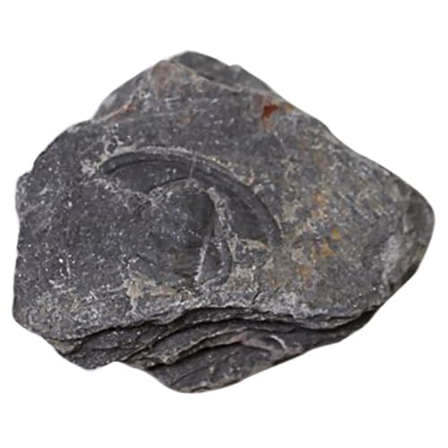 DECOMELODY 1 Stück Trilobiten Sammlung Wissenschaftliches Ornamental für Labor und Unterricht für Schüler Dekoration und Lehrmittel für Paläontologie DECOMELODY 1 Stück Trilobiten Sammlung Wissenschaftliches Ornamental für Labor und Unterricht für Schüler Dekoration und Lehrmittel für Paläontologie von DECOMELODY
