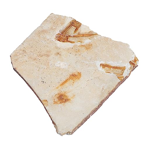 DECOMELODY 1Stück Kreatives Eines Versteinerten Fisches Lehrmaterial für Dekoration für Schreibtisch aus Hochwertigem für Fossilienforschung DECOMELODY 1Stück Kreatives Eines Versteinerten Fisches Lehrmaterial für Dekoration für Schreibtisch aus Hochwertigem für Fossilienforschung von DECOMELODY