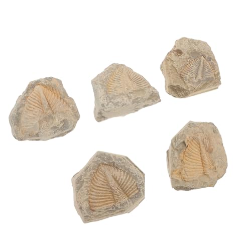 DECOMELODY 5 Stück Teiliges Trilobiten Fossilien Realistische Antike Kreaturen Modelle Pädagogisch für Verschiedene Formen für Paläontologie Unterricht und DECOMELODY 5 Stück Teiliges Trilobiten Fossilien Realistische Antike Kreaturen Modelle Pädagogisch für Verschiedene Formen für Paläontologie Unterricht und von DECOMELODY
