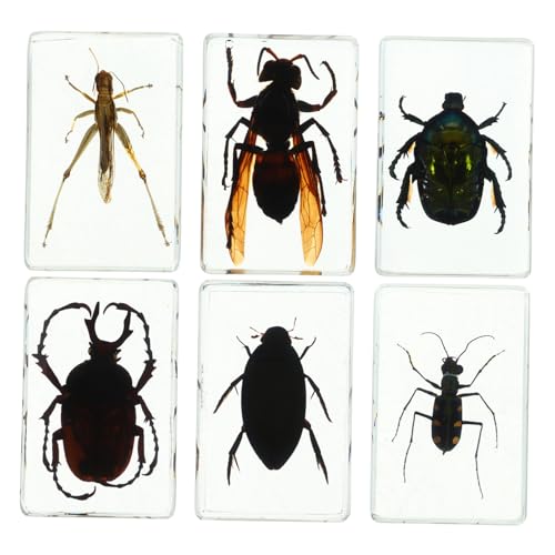 DECOMELODY 6 Stück Teiliges Transparenter Resin Insektenpräparate für Bildungsbereich für Unterricht Dekoration und Sammlungen Klare die Innere von DECOMELODY