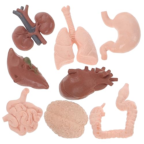 DECOMELODY 8 Stück Teiliges Organmodell Detailgetreues Lehrmodell für Medizinstudenten Anatomisches Organ Pädagogikspielzeug Kompakt Leicht für Schule und Ausbildung DECOMELODY 8 Stück Teiliges Organmodell Detailgetreues Lehrmodell für Medizinstudenten Anatomisches Organ Pädagogikspielzeug Kompakt Leicht für Schule und Ausbildung von DECOMELODY