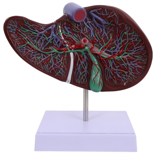 DECOMELODY Anatomisches Lebermodell mit Sockel Realistisch Langlebig für Medizinische Lehre Humaner Körper Lehrmodell Gallenblase Verständlich Anschaulich von DECOMELODY