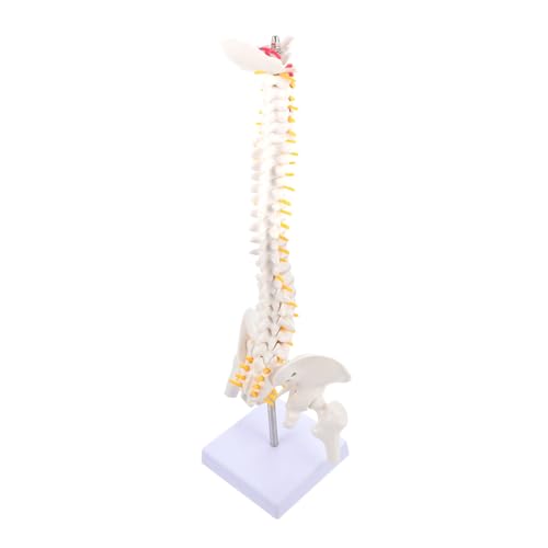 DECOMELODY Anatomisches Wirbelsäulenmodell mit Becken und Femur für Medizinische Ausbildung Realistisches Menschliches Skelett Trainingsmodell mit Bandscheibenvorfall Nerven und von DECOMELODY