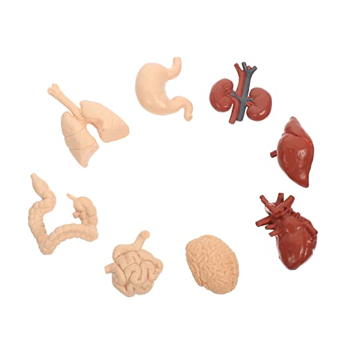 DECOMELODY Human Body Model Teiliges Realistisches Inneres Organmodell Pädagogisches Lernspielzeug für Schüler Lehrmittel für Schule Labor Pflege und Medizinstudium von DECOMELODY