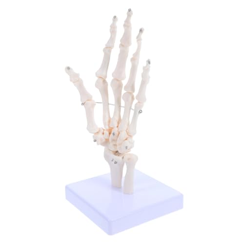 DECOMELODY Menschliches Handgelenkmodell Anatomisches Skelettmodell für Unterrichtszwecke Realistische Darstellung von Handknochen für Medizinische DECOMELODY Menschliches Handgelenkmodell Anatomisches Skelettmodell für Unterrichtszwecke Realistische Darstellung von Handknochen für Medizinische von DECOMELODY