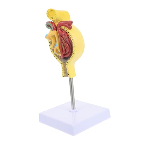 DECORNIJIA 1Stück Menschliches Glomerulus Anatomisches Modell mit Basis Lehrmodell für Physiologie Universitäten Detailgetreu für Effektives Lernen von DECORNIJIA
