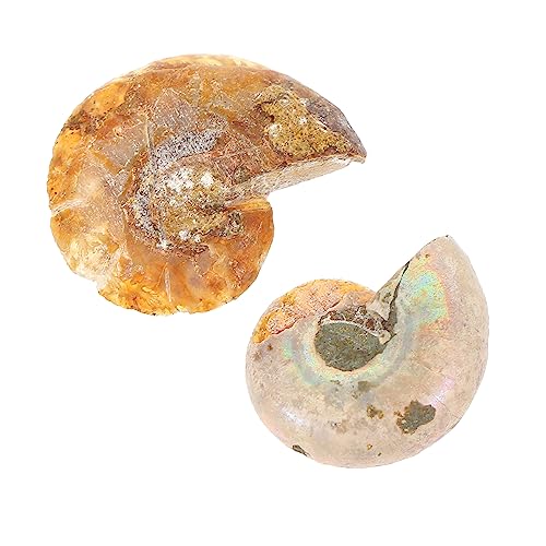 DECORNIJIA 2Stücke Ammoniten Fossilien Deko Versteinerte Ammonitprobe für Lehrzwecke für Schulprojekte und Sammlungen Opp Verpackung von DECORNIJIA