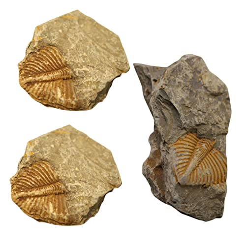 DECORNIJIA 3 Stück Trilobiten- Gliederfüßer Dinosaurier-Partydekorationen Schildkrötenhaus Prähistorische Fossilien Dekorative Fossilien für Rocksammler Kinderspielzeug von DECORNIJIA