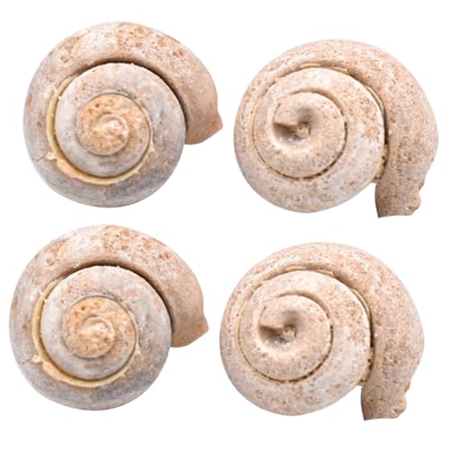DECORNIJIA 4 Stück Teiliges Schneckenfossil als Pädagogisches Desktop Ornament Glatte Oberfläche Lernspielzeug für Paläontologie und Dekorative Modellprobe von DECORNIJIA