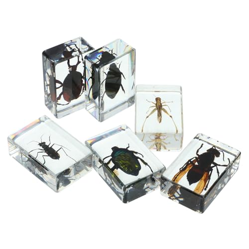 DECORNIJIA 6 Stück Teiliges Insektenpräparat im Transparenten Kleine Klare Ansicht Inneren Vielfältige Sammlung für Unterricht und Dekoration als für Familie und Freunde DECORNIJIA 6 Stück Teiliges Insektenpräparat im Transparenten Kleine Klare Ansicht Inneren Vielfältige Sammlung für Unterricht und Dekoration als für Familie und Freunde von DECORNIJIA