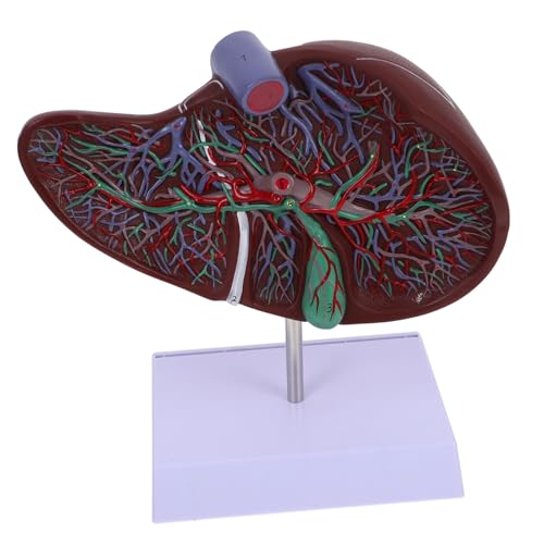 DECORNIJIA Anatomisches Menschliches Lebermodell Kunststoff mit Basis Lehrmodell Medizinisch Realistisch für Unterricht und Display Geeignet von DECORNIJIA