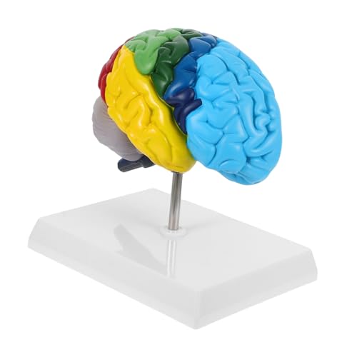 DECORNIJIA Anatomisches Modell Rechten Gehirnhälfte für Medizinische Ausbildung Präzise Darstellung mit Klaren Farbmarkierungen Langlebig Leicht zu Reinigen von DECORNIJIA