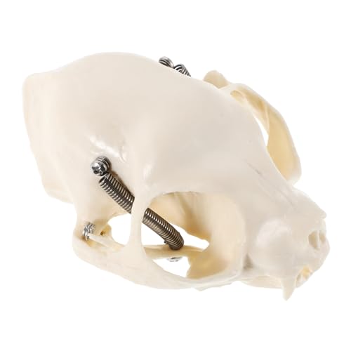 DECORNIJIA Cat Skull Anatomical Model Realistisches Katzenkopfskelett für Anatomielehre Halloween Dekoration Fischbeckenlandschaft mit Detaillierten Anatomischen Anleitungen Tragbar Langlebig von DECORNIJIA