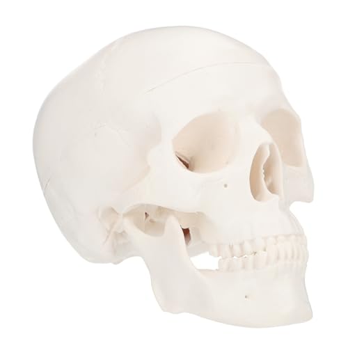 DECORNIJIA Detachable Mini Schädel Modell aus Kunststoff Leichtes Anatomisches Lernspielzeug für Schule und Medizinische Ausbildung Tragbar Geruchlos Ergonomisch Gestaltet für Zeichnen und von DECORNIJIA