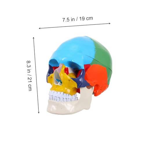 DECORNIJIA Farbiges Medizinisches Schädelmodell Anatomisches Menschliches Kopfmodell für Unterricht und Training Realistisches Abnehmbares Lernwerkzeug für Schule Universität und DECORNIJIA Farbiges Medizinisches Schädelmodell Anatomisches Menschliches Kopfmodell für Unterricht und Training Realistisches Abnehmbares Lernwerkzeug für Schule Universität und von DECORNIJIA