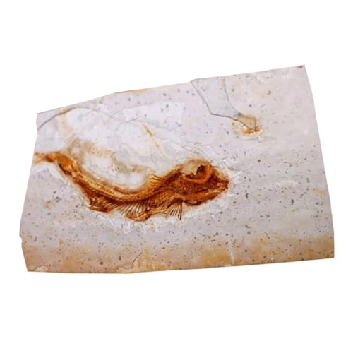 DECORNIJIA Fossiles Fischfossil Harzmodell Pädagogisches Desktop Ornament Lehrprobe für Klassenzimmer Paläontologie Bildung Sammler Dekoration von DECORNIJIA