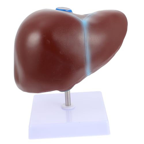 DECORNIJIA Medizinisches Lebermodell mit Basis Realistisches Anatomisches Menschliches Lebermodell für Medizinische Ausbildung und Anschauliche Darstellung Lebensechte Details für Unterricht von DECORNIJIA