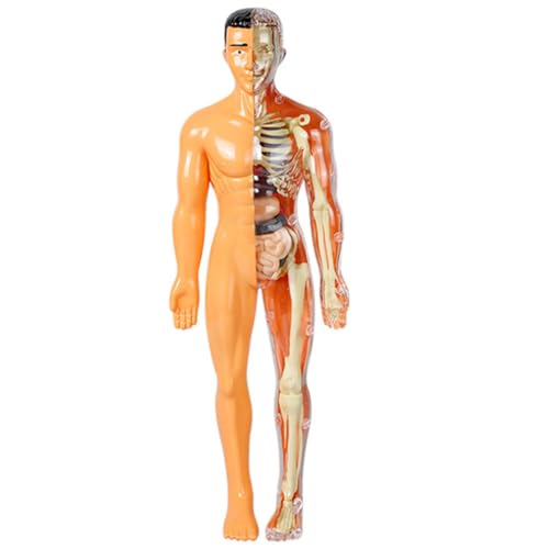 DECORNIJIA Menschliche Organmodelle Kinderspielzeug Skelettspielzeug Anatomiespielzeug Für Menschlicher Körper Für Modell Des Menschlichen Körpers Für Von 8–12 Jahren Anatomie Für von DECORNIJIA