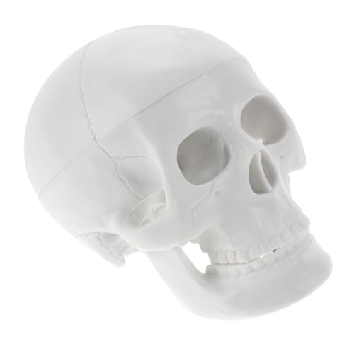 DECORNIJIA Mini Schädelmodell aus Robustem PVC Anatomisches Lehrmodell für Künstler Kleine Halloween Schädeldekoration Langlebiges Material zum Zeichnen und Ausstellen DECORNIJIA Mini Schädelmodell aus Robustem PVC Anatomisches Lehrmodell für Künstler Kleine Halloween Schädeldekoration Langlebiges Material zum Zeichnen und Ausstellen von DECORNIJIA