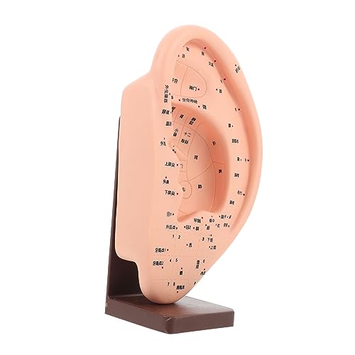 DECORNIJIA Ohr Akupunktur Modell mit Sockel Detailgetreues Ohr Reflexzonen Lehrmodell Geeignet für Ausbildung Therapie Schule Medizinische Anwendung DECORNIJIA Ohr Akupunktur Modell mit Sockel Detailgetreues Ohr Reflexzonen Lehrmodell Geeignet für Ausbildung Therapie Schule Medizinische Anwendung von DECORNIJIA