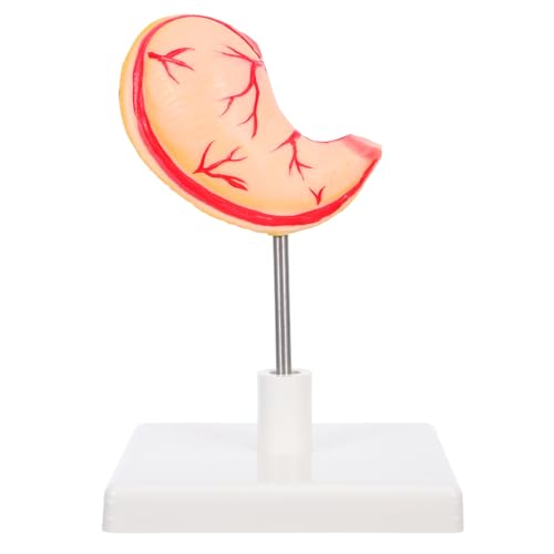 DECORNIJIA Realistisches Magenmodell Lehrmittel für Medizinische Ausbildung Anatomisches Stomach Teaching Aid Präzises Stomach Medical Tool für Schule Forschung und Klinische Schulungen von DECORNIJIA
