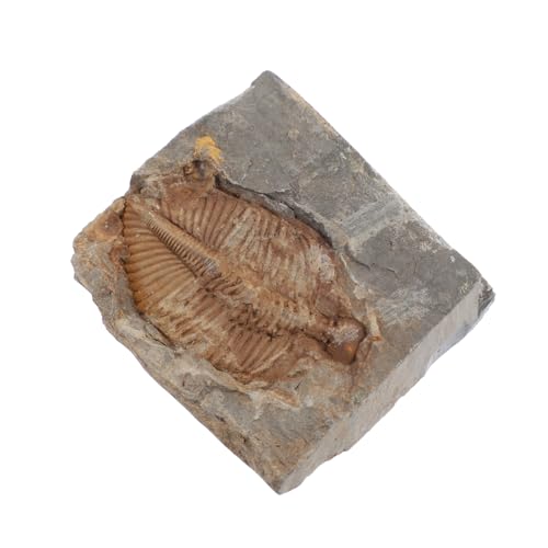 DECORNIJIA Trilobiten Exemplar Für Bildung Schmuck Sammlung Paläontologie DECORNIJIA Trilobiten Exemplar Für Bildung Schmuck Sammlung Paläontologie von DECORNIJIA