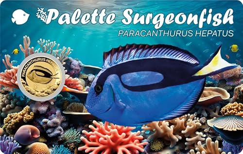DEUTSCHER MÜNZEXPRESS Palette Surgeonfish | Sea Creatures | Feingoldmünze | Mehrwertsteuerfrei | In Coincard | Mit Echtheitszertifikat von DEUTSCHER MÜNZEXPRESS