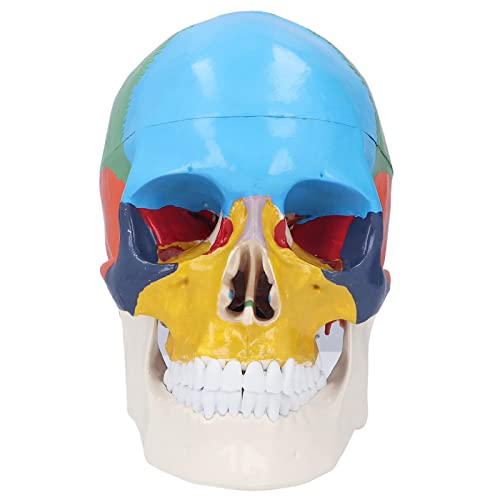 DEWIN Brain Skull Model Skull Model Lebensgröße 3 Teil Farbiger Abnehmbarer Menschlicher Schädel Anatomisches Modell mit Farbdiagramm für das Lehren und Lernen von DEWIN