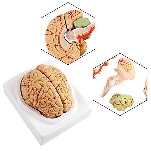 DEWIN Lide-Size 8 Teile Anatomisches Gehirnmodell, Beobachtung der menschlichen anatomischen Gehirnarterien mit Basis, Studienbedarf Schule Wissenschaftliche Ausbildung von DEWIN