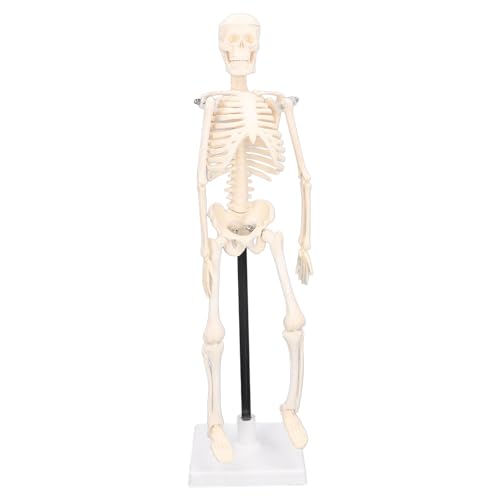 DEWIN Mini-Modell des Menschlichen Skeletts, Menschliches Skelettmodell, 42 cm, Abnehmbar, Flexibel, Leicht, PVC, Mini-Lehrskelettmodell für den Unterricht, Lernen, Kinderlernen, von DEWIN
