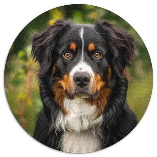 Springer Spaniel Puzzle 1000-teilige Schwer Puzzle Spielzeug Pädagogisches Spiel Impossible Herausforderung Spielzeug Für Erwachsene Und Kinder in Bewährter 1000pcs (67.5x67.5cm) von DHBANEIOK