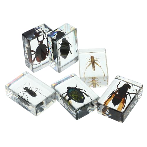 DIKACA 6 Stück Transparente Insektenpräparate aus Resin mit Vielfältigen Realistischen Insekten für Naturwissenschaftliche Lehre Dekoration und Sammlung Klar Sichtbare Innere Strukturen von DIKACA