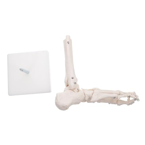 DIKACA Anatomisches Fußgelenkmodell aus Realistisches Skelettmodell für Medizinische Studien Knöcherne ohne Bänder für Lehrzwecke und Wissenschaftliche Darstellung DIKACA Anatomisches Fußgelenkmodell aus Realistisches Skelettmodell für Medizinische Studien Knöcherne ohne Bänder für Lehrzwecke und Wissenschaftliche Darstellung von DIKACA